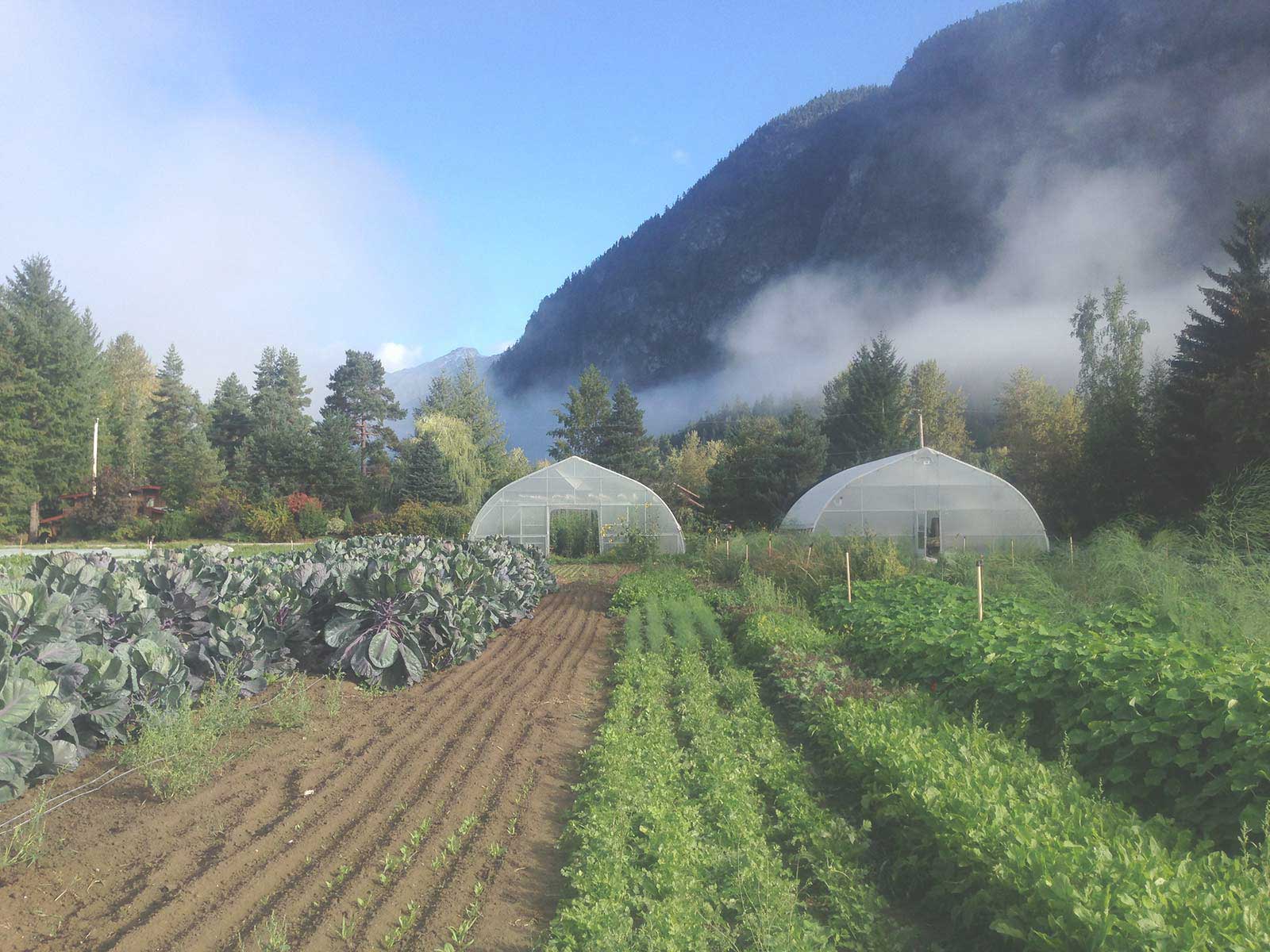 Agricultural field with two large greenhouses set beside mountainous terrain